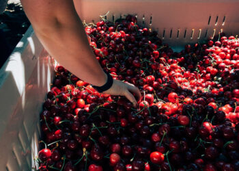 Rompe récord la Temporada de Cerezas del Noroeste 2025