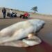 Hallan ballena muerta en Nautla, Veracruz: investigan causas y riesgo ambiental