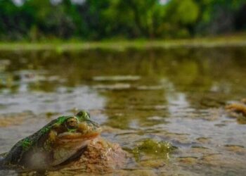 Salvemos las áreas protegidas y la rana de madriguera: más de 11 mil voces se unen en defensa de la biodiversidad en México 