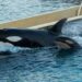 Wikie y Keijo, orcas de Francia atrapadas en un acuario fantasma claman por su libertad