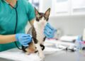 Día mundial del Médico Veterinario, 26 de abril. La investigación y desarrollo para el bienestar animal