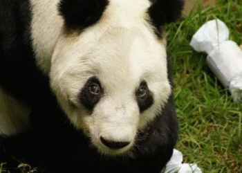 CDMX celebra los 35 años de Xin Xin, la única panda gigante de Latinoamérica