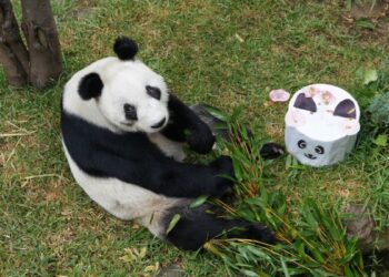 La historia de Xin Xin, la panda que vive en la CDMX y que acaba de cumplir 35 años