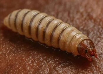 Suben casos de gusano barrenador en México, ya van 33: señales de alerta