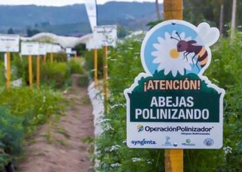 Syngenta transforma el campo mexicano con innovación regenerativa