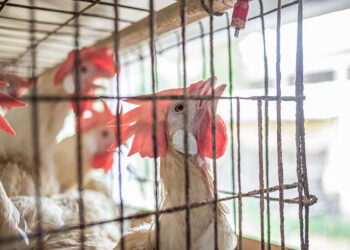 “El trabajo en Bachoco es el peor que he tenido”, denuncia ex empleado en entrevista con GenV