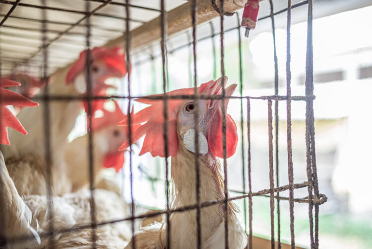 Independent poultry farms in India have a basic structure of a tin roofed shed open from the sides. Each of these sheds have rows of battery cages that are stacked on top of each other and sheds can hold between 8,000 and 18,000 egg laying hens. An estimated 400 million hens live their lives confined to these cages.

The hens are fed constantly and their feed is mixed with growth hormones, medicines and supplements to maintain daily egg production. These hens are bought from hatcheries when they are a few days old and then initially kept in an open floor shed without any cages. After 120 days, the adult hens are shifted into cages of roughly three by two feet in size, and each cage holds four to six adult hens. The hens have to balance themselves on the thin metal wires of the cage. Many of the hens have missing and dirty feathers, and visible skin rashes. Their beaks are usually blunt or chipped off in order to prevent injuries from attacks given their intense confinement. The hens will stay in the cages for 18 to 24 months, after which their egg production declines and they are sold to slaughterhouses. 

During the summer months in India, temperatures can easily go above 40°C. Heatwaves are common and have been increasing in frequency over the past few years as a result of climate change and shifting weather patterns. Poultry farm sheds are often built in open fields where during the summer afternoon temperatures can reach 48°C. 

Some of the farms have overhead fans or floor standing fans, but cooling the entire area is difficult, especially with power outages in these areas. The hens pant constantly due to the heat. They also lie on the floor with their wings spread to cool themselves. Death due to heat exhaustion is a regular occurrence during the summer months.