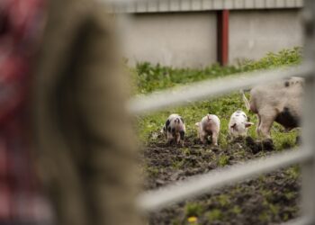 Día de los Animales de Granja: La industria cárnica aporta el 9% de los empleos de la agroindustria