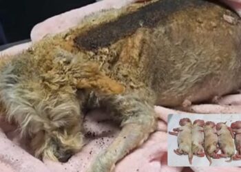 Rescatan a animalitos heridos tras explosión en Puente La Concordia; perrita embarazada lucha por sobrevivir