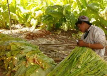 Caída de producción, desempleo, migración y enlistamiento de jornaleros al crimen organizado provocaría el aumentar impuestos a los cigarros