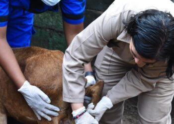 Se enciende la alerta! Detectan primer caso de gusano barrenador en Tamaulipas