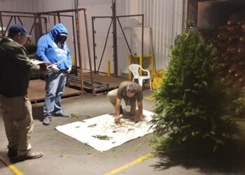 En 2025, Semarnat evitó el ingreso de peligrosas plagas forestales a México