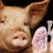 Cataluña reporta primer caso de gripe porcina en humano desde 2024