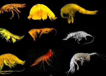 Descubren 24 nuevas especies de las profundidades cerca del archipiélago mexicano de las Revillagigedo