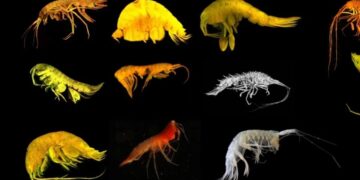 Descubren 24 nuevas especies de las profundidades cerca del archipiélago mexicano de las Revillagigedo