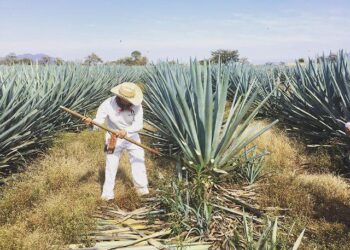 Crecer desde la raíz: la industria marca un nuevo estándar de operación