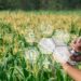 Bioenergía y sistemas de gestión: una palanca para el crecimiento sostenible del agro en México