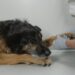 La despedida también es bienestar: ¿Cómo afrontar la decisión de dejar partir a una mascota?