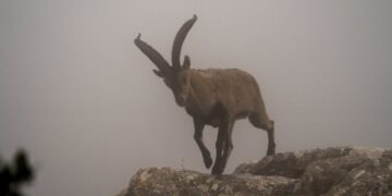 Reproducen tres crías de cabras montesas a partir de animales muertos con nuevas técnicas de fecundación in vitro