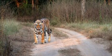 Nepal incrementa 21% su población de tigres y alcanza 429 ejemplares en parques nacionales