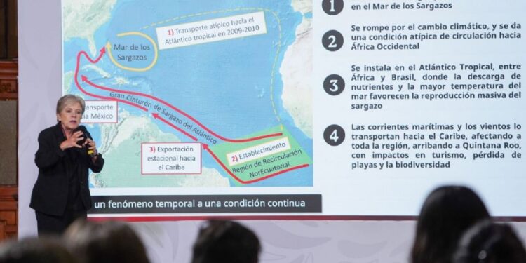 Gobierno de Sheinbaum destina 2 mil millones de pesos para combatir el sargazo en el Caribe