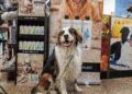 Petco impulsa el segmento premium con marcas especializadas para el bienestar de las mascotas
