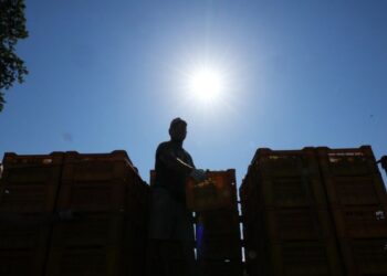 La ola de calor obliga a productores de vino espumoso en Italia a hacer vendimias tempranas y nocturnas