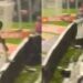 Jugador de Coritiba celebra gol, cae a un túnel y el VAR le da la peor noticia