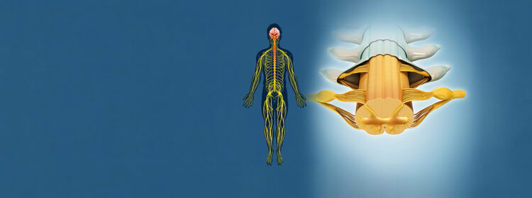 Human spinal cord, illustration.