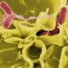 ¿Salmonella u otra infección? Por qué un diagnóstico rápido puede marcar la diferencia