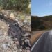 Profepa atiende derrame de 12 mil litros de ácido sulfúrico tras volcadura en Sonora